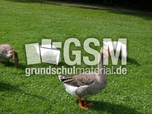 Graugans (5 von 6).jpg